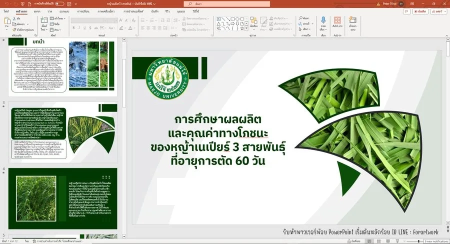 ตัวอย่างผลงาน PowerPoint วิจัย การศึกษาผลผลิตหญ้าเนเปียร์ 3 สายพันธุ์ มหาวิทยาลัยแม่โจ้ — รับทำ PowerPoint มืออาชีพ ThesisSlide.com